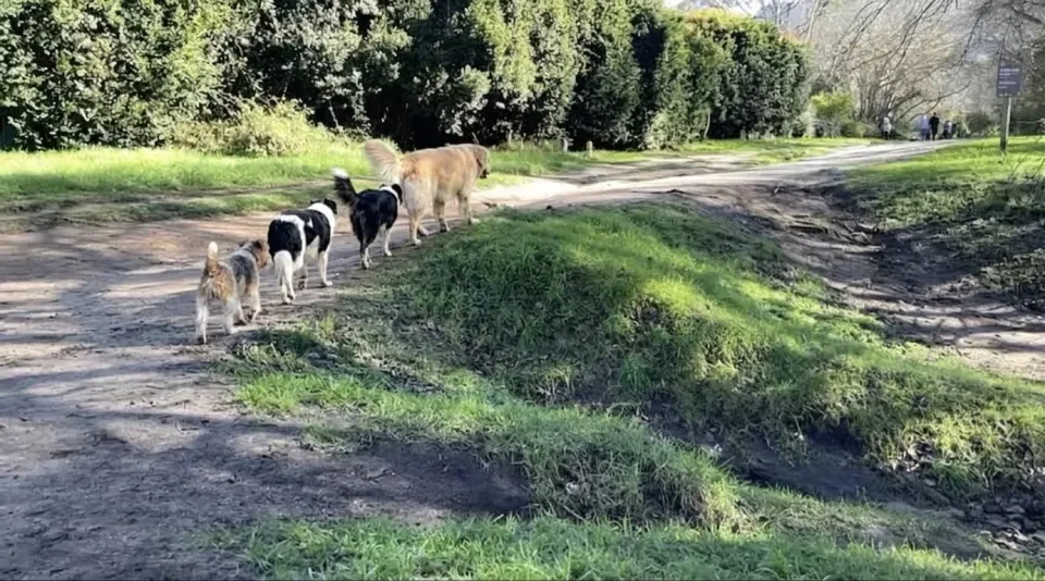 Four dogs walking in single file along the grassy Alphen Trail in Constantia