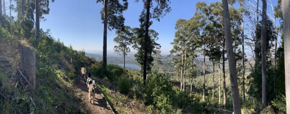 A line of dogs on a forest path in Newlands, with tall trees and the city below